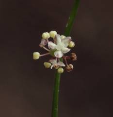 Platysace filiformis