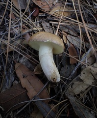Suillus occidentalis