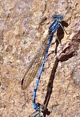 Argia pima