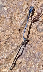 Argia pima