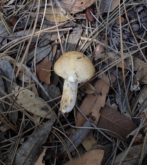 Suillus occidentalis