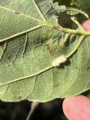 Neuroterus quercusverrucarum