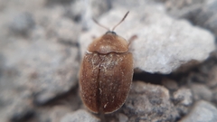 Hypocassida