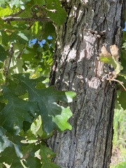 Neuroterus quercusverrucarum