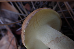 Suillus occidentalis
