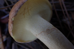 Suillus occidentalis