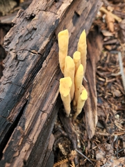 Clavariadelphus sachalinensis