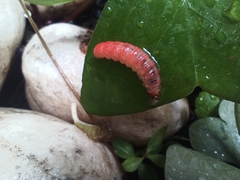 Asciodes gordialis
