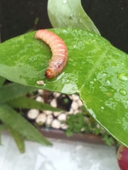 Asciodes gordialis