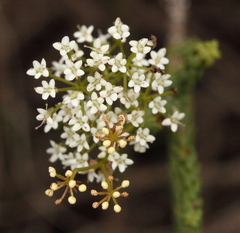 Platysace deflexa
