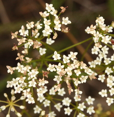 Platysace deflexa