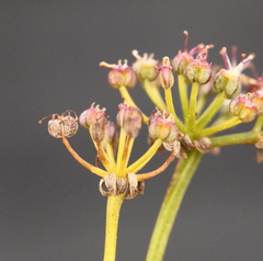 Platysace deflexa