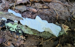 Incrustoporiaceae