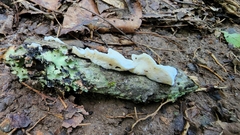Incrustoporiaceae