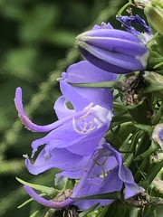 Campanulastrum americanum