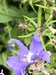 Campanulastrum americanum