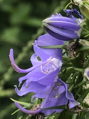 Campanulastrum americanum