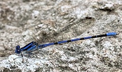 Argia tarascana