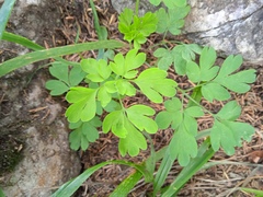 Corydalis solida