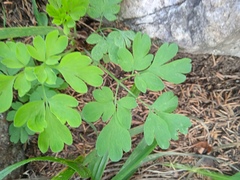 Corydalis solida