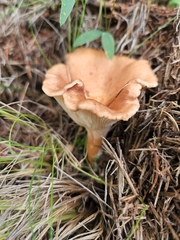 Omphalinaceae