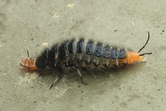 Physodera eschscholtzii