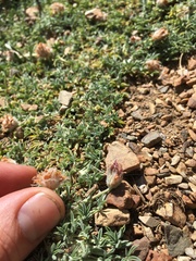 Trifolium andersonii