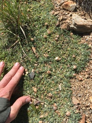 Trifolium andersonii