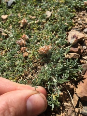 Trifolium andersonii