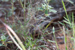 Enteropogon acicularis