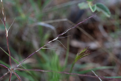 Enteropogon acicularis