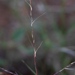 Enteropogon acicularis