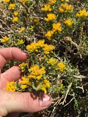 Chrysothamnus viscidiflorus viscidiflorus