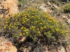 Chrysothamnus viscidiflorus viscidiflorus