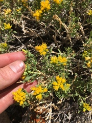 Chrysothamnus viscidiflorus viscidiflorus