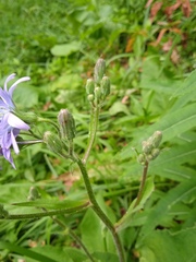 Cicerbita macrophylla uralensis