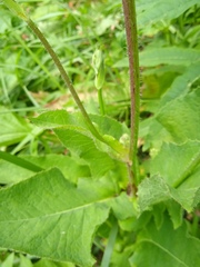 Cicerbita macrophylla uralensis
