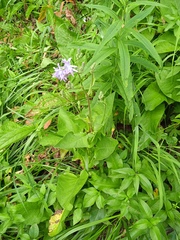 Cicerbita macrophylla uralensis