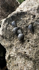 Echinolittorina ziczac