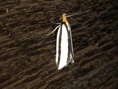 Xylorycta stereodesma