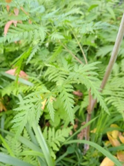 Conioselinum tataricum