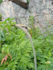 Conioselinum tataricum