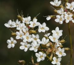 Platysace effusa