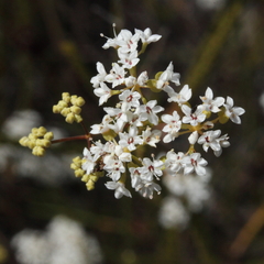 Platysace effusa