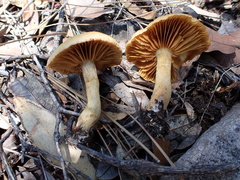 Leprocybe