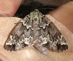 Chiricahua lichenaria