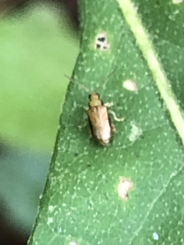 Margined Systena photo 3