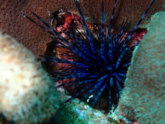 Centrostephanus coronatus