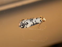 Thallarcha eremicola