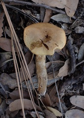 Leprocybe